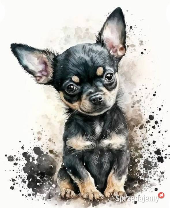 hotel zwierząt 24 h Opieka zwierzat Zabrze