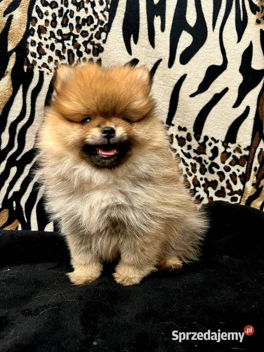 Szpic miniaturowy Pomeranian ORANGE