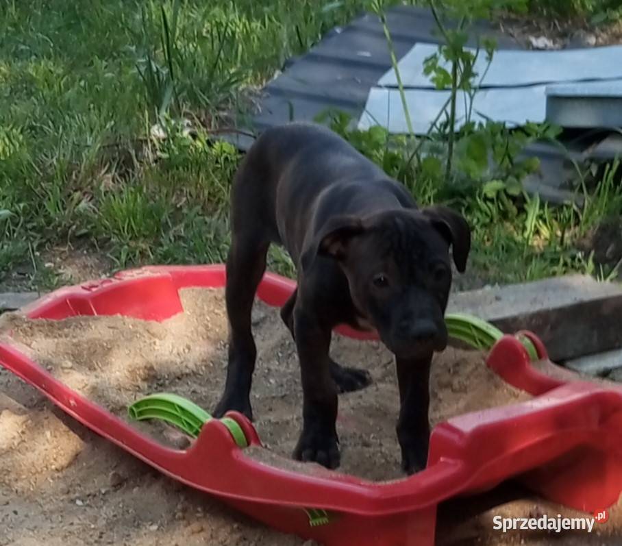 Amerykański Pitbullterrier szczeniaki dolnośląskie Bolesławiec