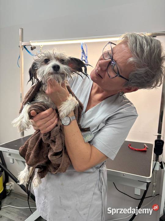 Strzyżenie czworonogów Szczecin Prawobrzeże