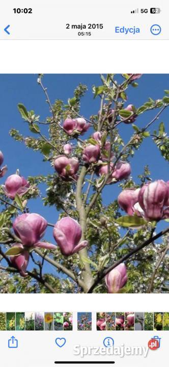 Magnolia pośrednia sadzonki kujawsko-pomorskie Bydgoszcz