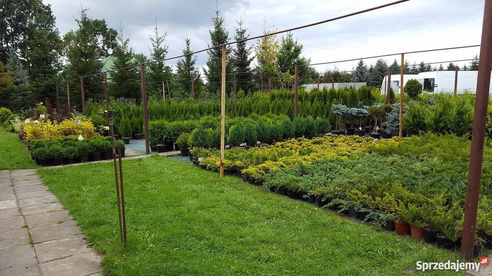 Thuja Yellow Ribbon żółta 6080 PRODUCENT Rydzyny