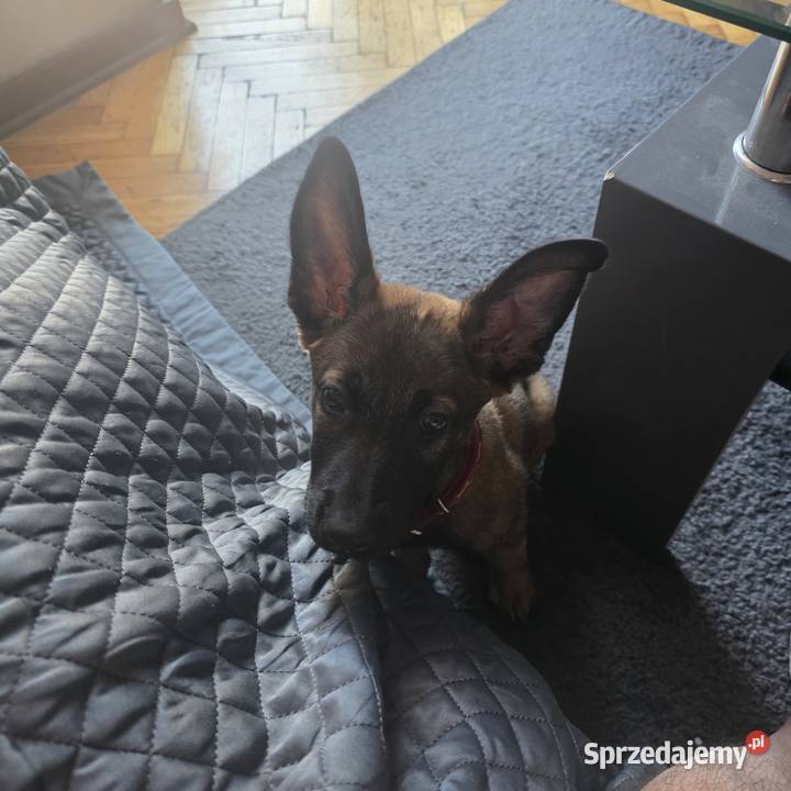 Owczarek belgijski malinois suczka 8 tygodni Wyszków