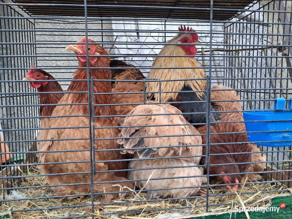 Kury silki Miękinia