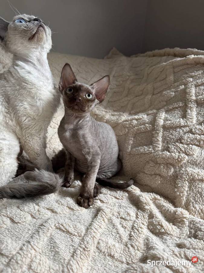 Czekoladowy kocurek devon rex