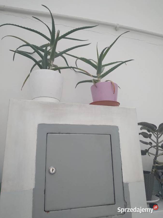 Aloes Kraków sprzedam