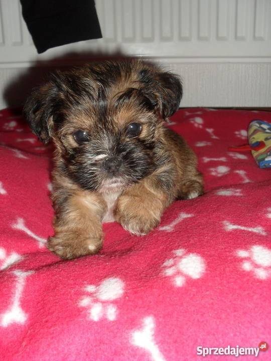 szczeniaki shih tzu mix maltańczyk Grębocin sprzedam