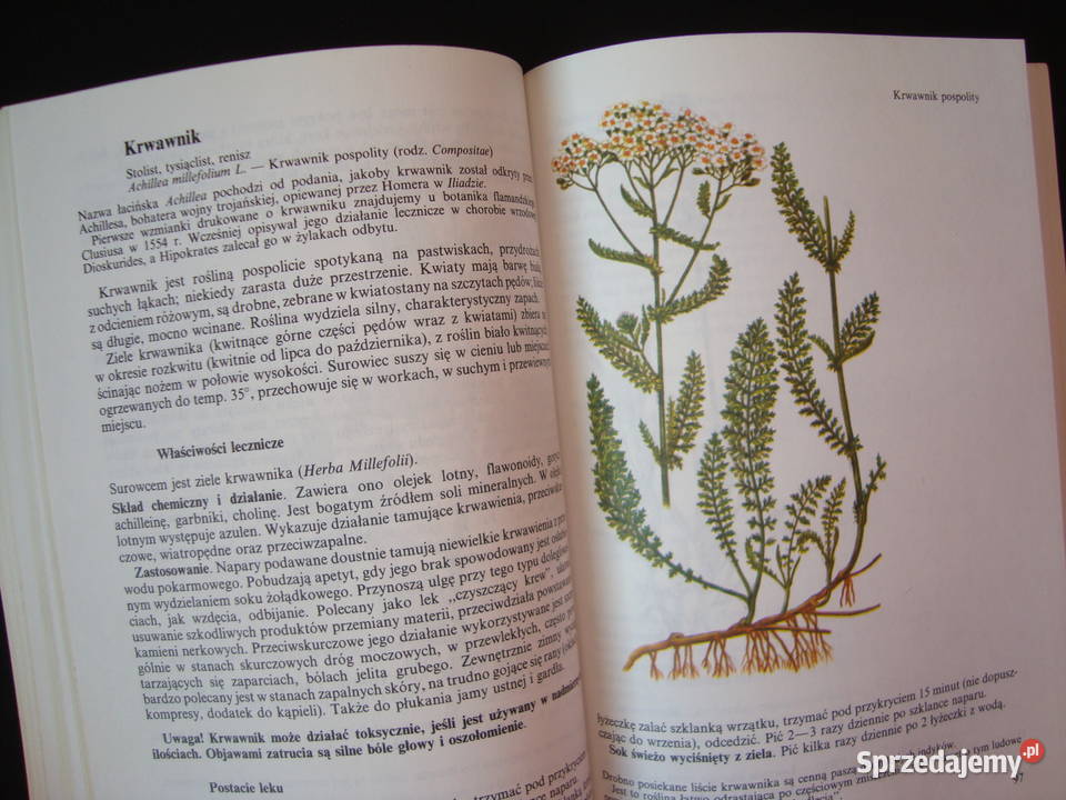 Właściwości lecznicze ziół naturalnych z śląskie Tychy