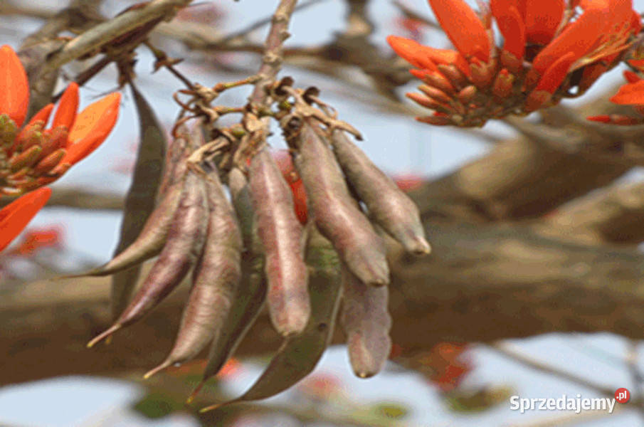 DRZEWO KORALOWE Erythrina suberosa NASIONA 100g Nasiona Lubanie sprzedam