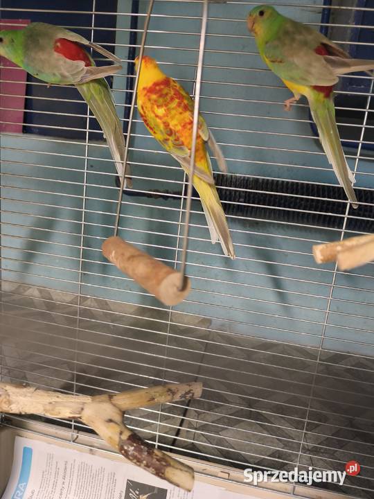 Świergotki seledynowe Poznań