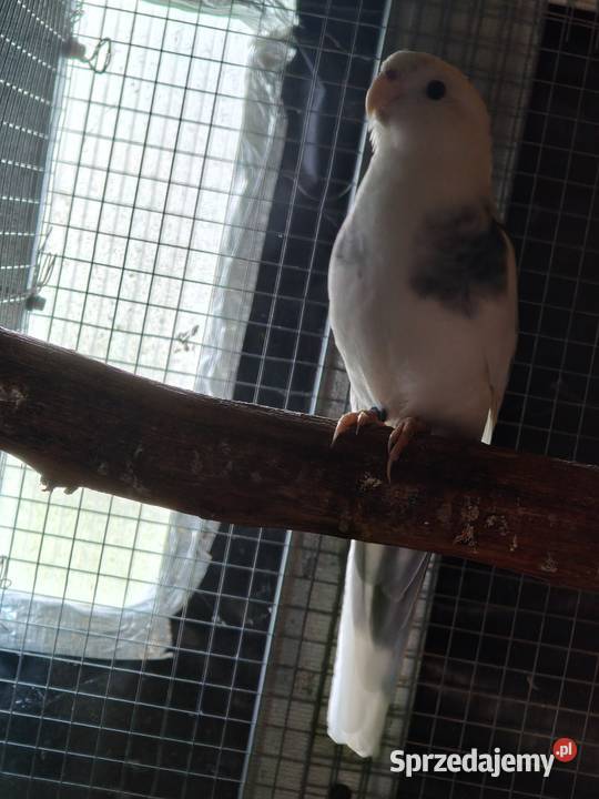 Rozella królewska szek para Ptaki Ostrów Wielkopolski