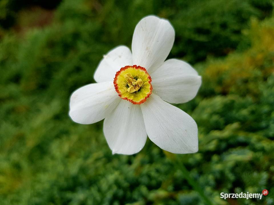 Żonkil Narcyz Biały Sadzonka MIX Rabatowe Lublin
