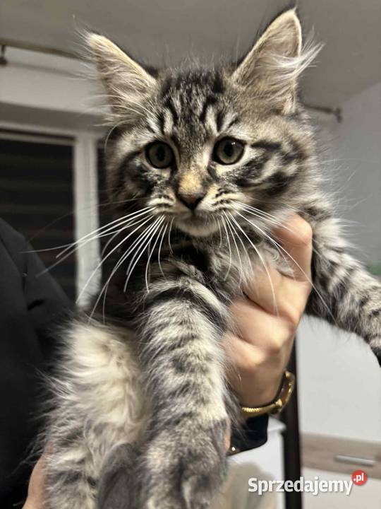 Sprzedam kota syberyjskiego Szastarka