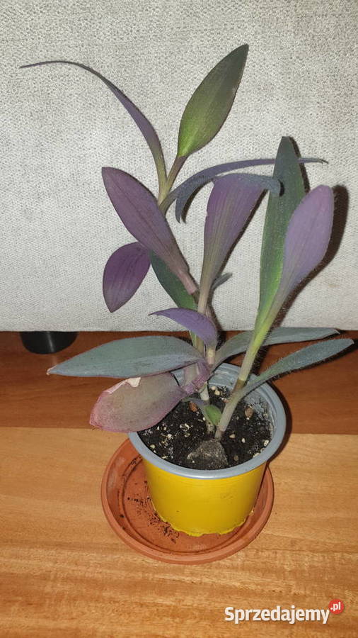 Trzykrotka setkrezja purpurowa szybko rośnie Warszawa sprzedam