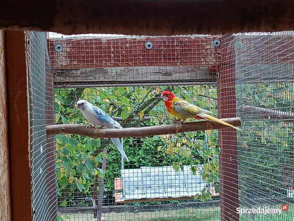 Rozelle białolice pary lęgowe Likwidacja hodowli Ptaki Warszawa