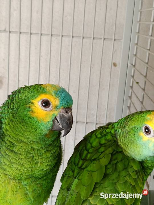 Sprzedam Amazonki Niebieskoczelne Kokorzyn sprzedam