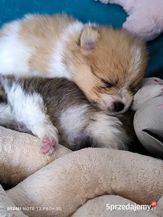 Szpic miniaturowy pomeranian piękny miniaturowy Mielec sprzedam