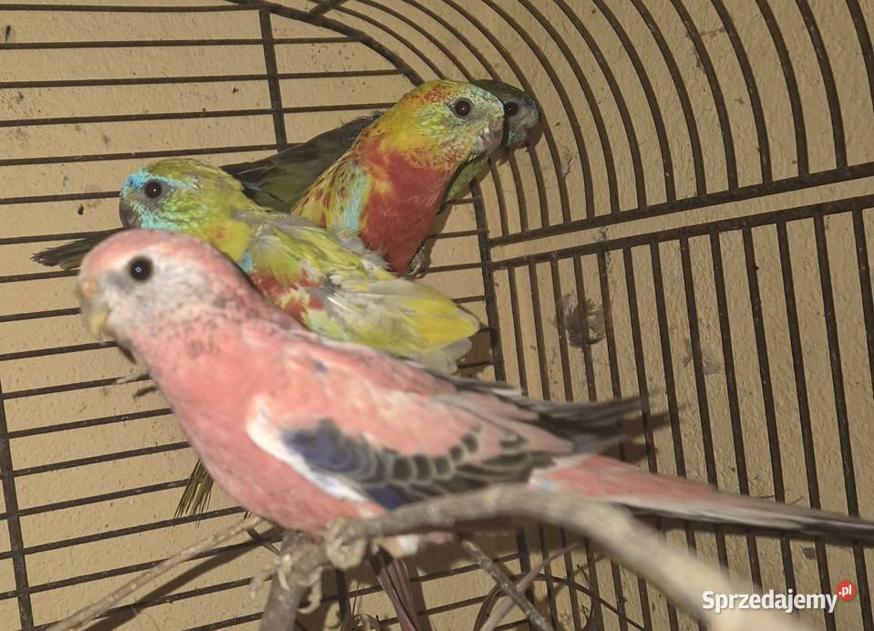 LILIANKA papuga Neofema bourek Radom