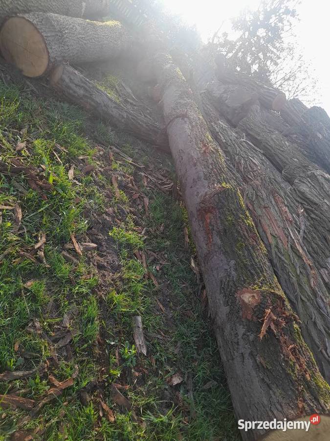 Drewno kłody dębu tartaczne Malanów