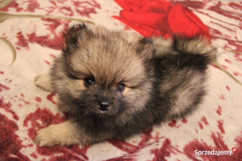 Szpic miniaturowy pomeranian nietypowy kolor Kaliska sprzedam