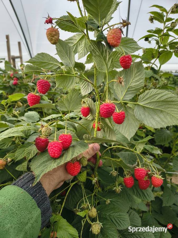 Sadzonki malin jesiennych Deserowe lubelskie Jabłonna Druga