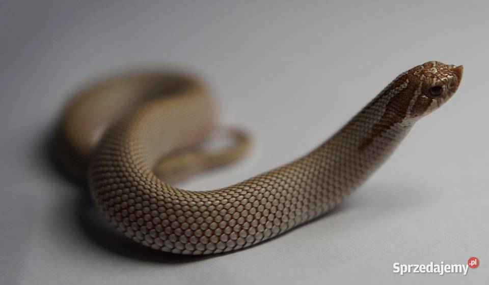 Wąż Heterodon nasicus Toffee Superconda Samica Gdańsk