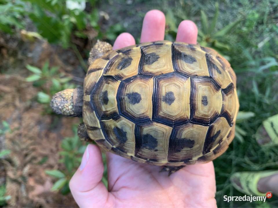 Żółw grecki żółwie greckie Warszawa