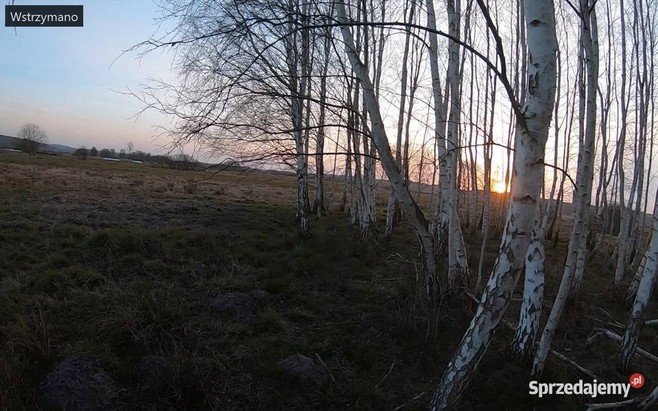 Sok z brzozy pobierany na bieżąco Lębork sprzedam