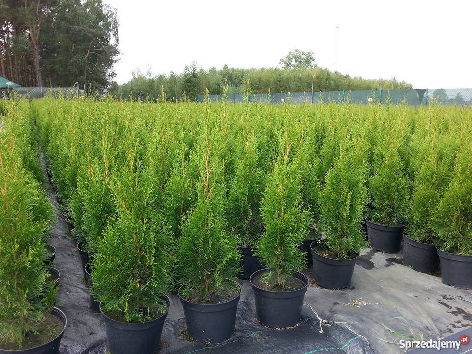 tTUJA SZMARAGD THUJA SMARAGD ŻYWOTNIK ZACHODNI Ossolin