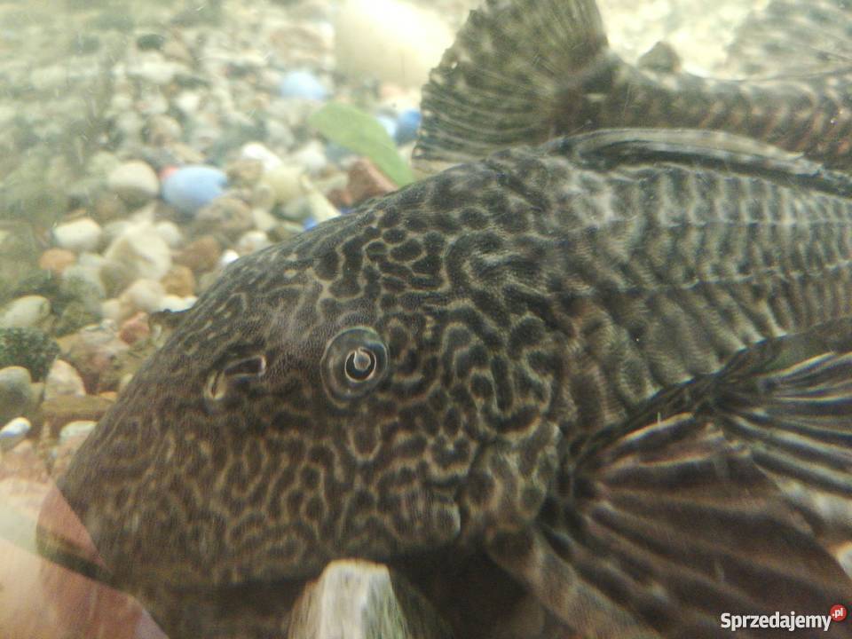 Glonojad tygrysi duży Ciechanów