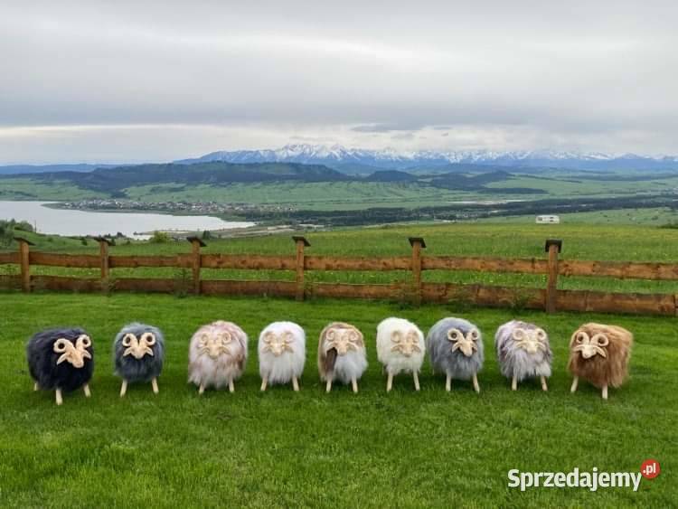 Skóra Owcza Naturalna Skóry Owcze Baran małopolskie Szaflary