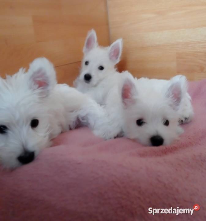 West Highland White Terrier ZKwP FCI West Highland White Terrier Częstochowa