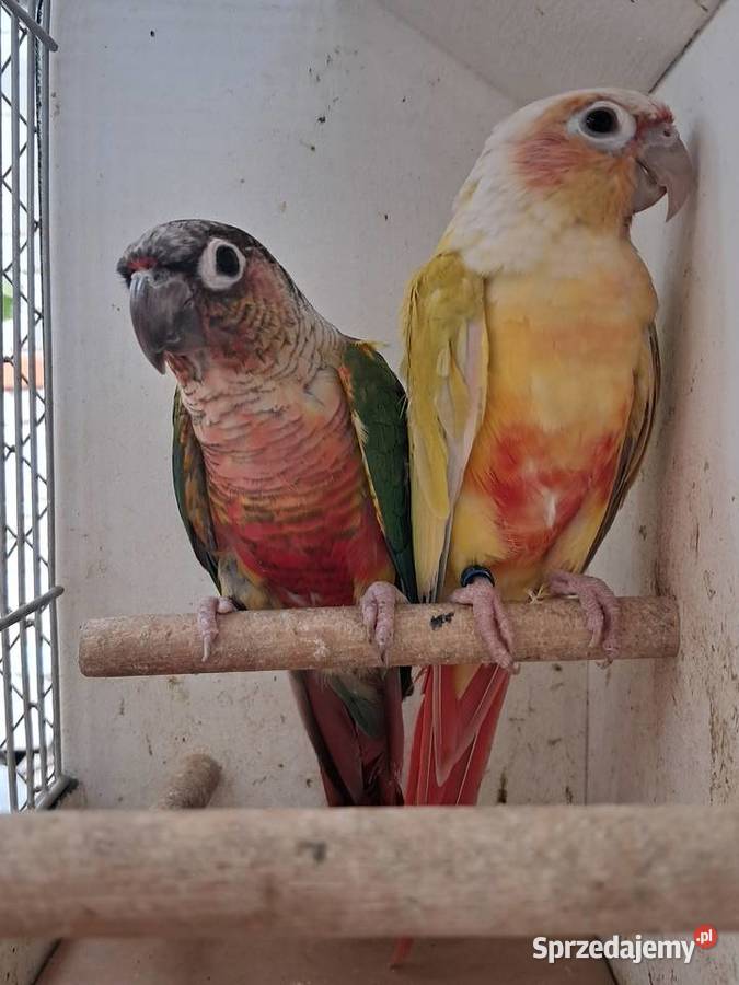 RudosterkaRudosterki Tryńcza sprzedam