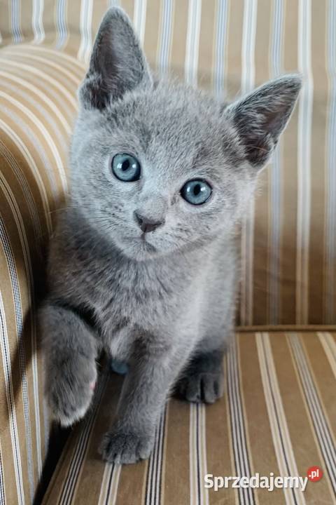 Kocięta Rrosyjskie Niebieskie WCF Łódź sprzedam