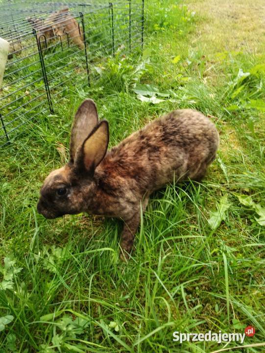 Samica rex zakacana 2930 lipca wielkopolskie Modrze sprzedam