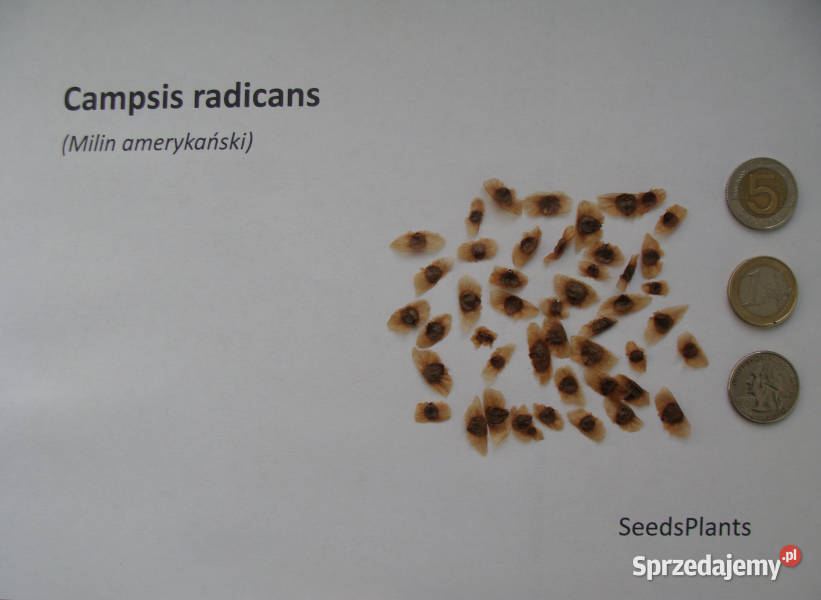 MILIN AMERYKAŃSKI Campsis radicans NASIONA 2000 Lubanie