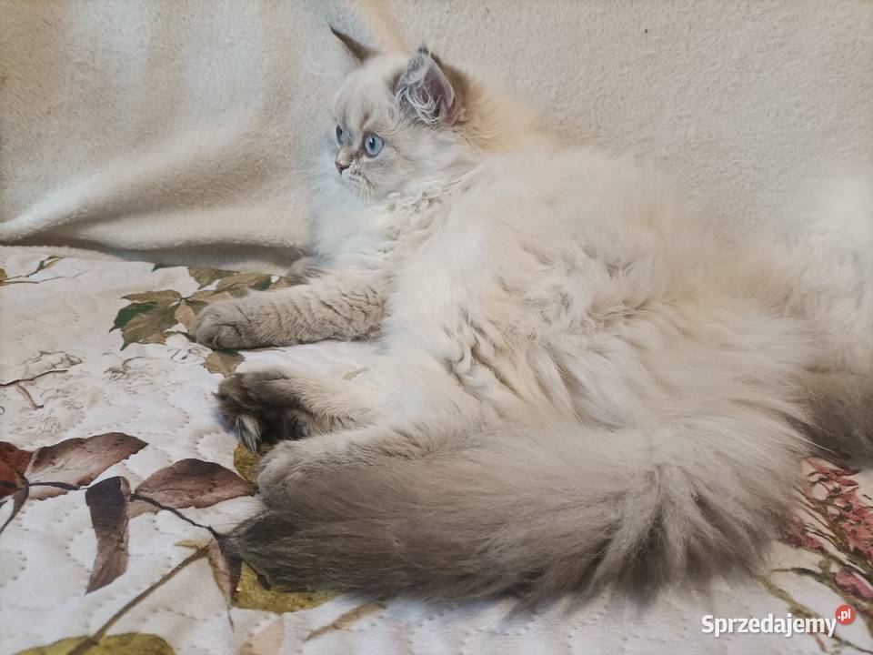 Kot brytyjski kotka brytyjska długowłosy