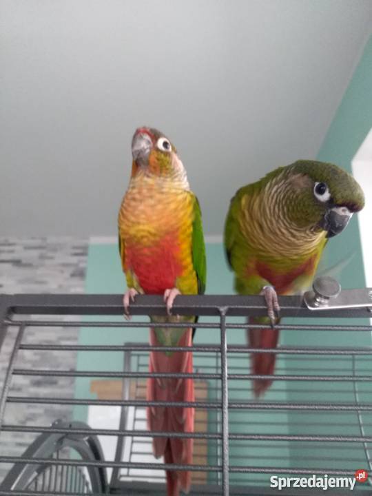Papugi zachodniopomorskie Szczecin