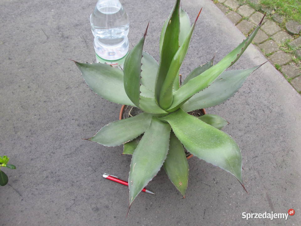 Agave chiapensis odhodowana ponad 10letnia agawa małopolskie Kraków