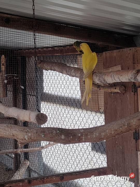 Aleksandretty obrozne i inne papugi Bełchatów