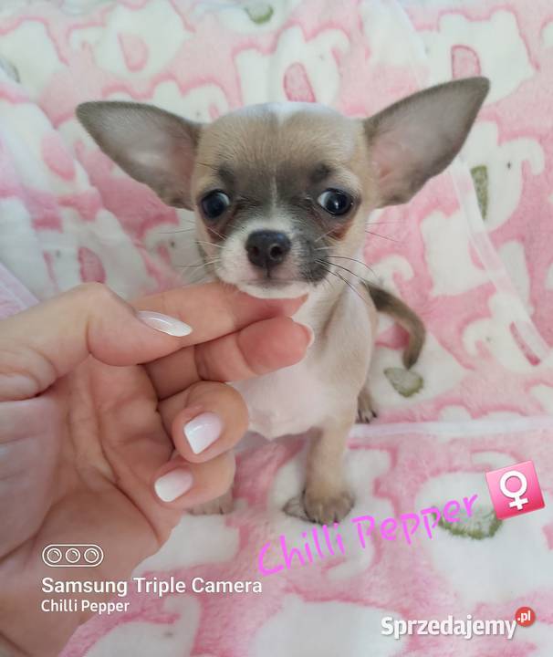 Biszkoptowa z liliowym odcieniem krótkowłosa dolnośląskie Wałbrzych