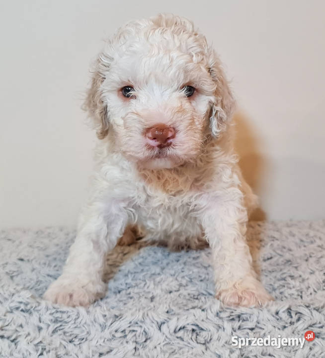 Szczenięta Lagotto Romagnolo utytułowanych Pozostałe opolskie Nysa