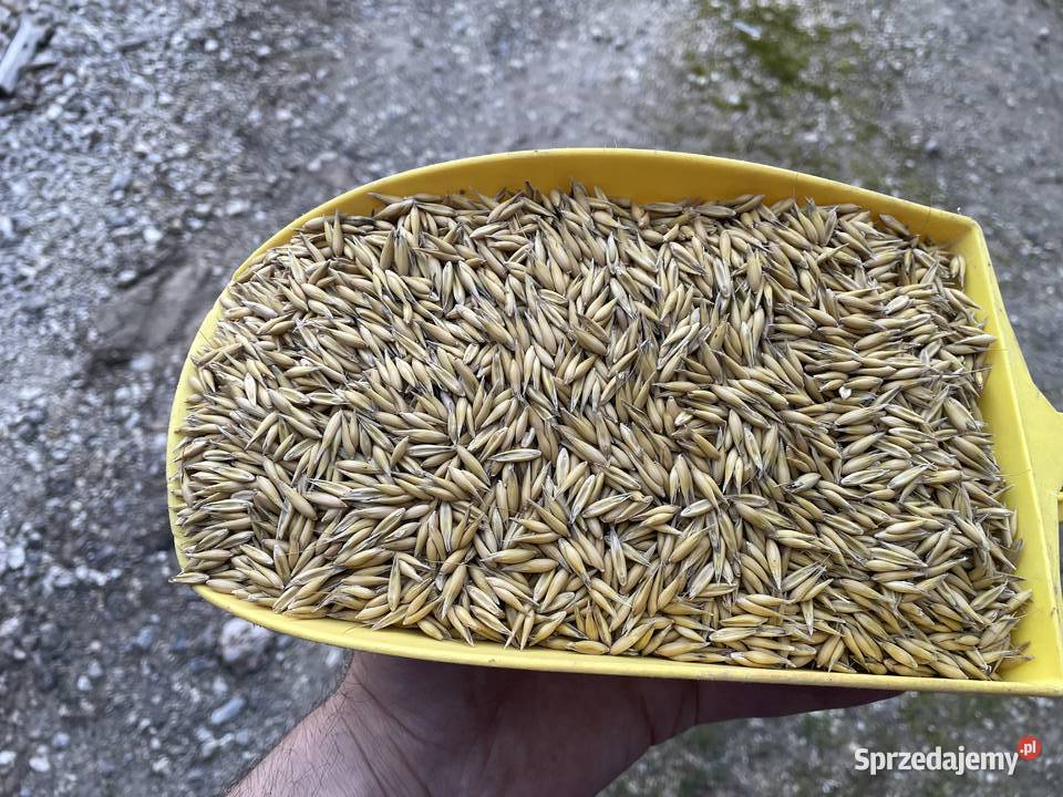 Owies Gepard centrali Pętkowice