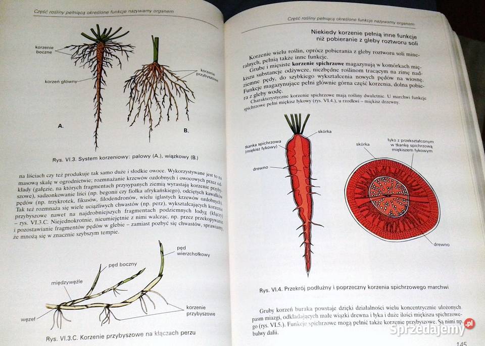 Botanika i biologia komórki Andrzej Batko i inni Chełm