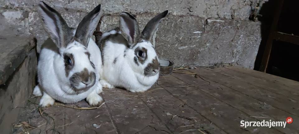 Sprzedam 2 samiczki mieszance Gryzonie sprzedam