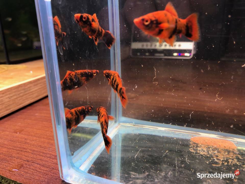 Marble mieczyki ładne Justynów