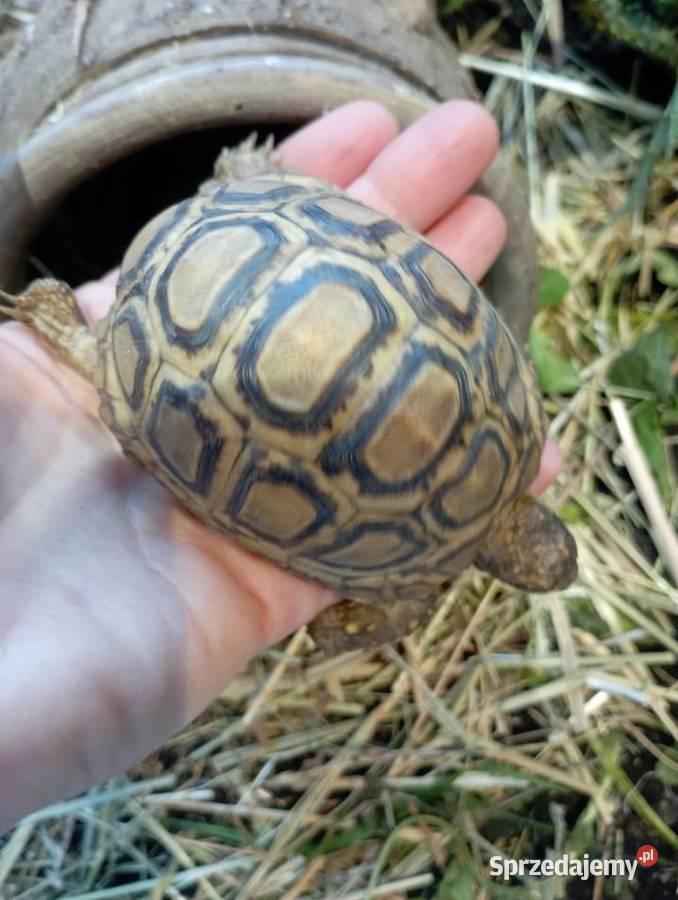 Żółw lamparci podrostek Gady i płazy Skawina
