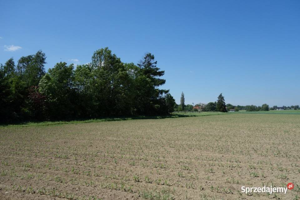 Skoczów Pruchna 115 ha z prawem zabudowy w samym Sprzedaż