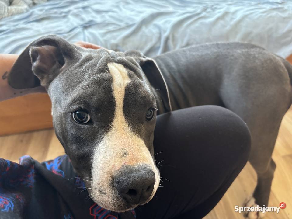 Suczka Amstaff blue American Staffordshire Załawcze