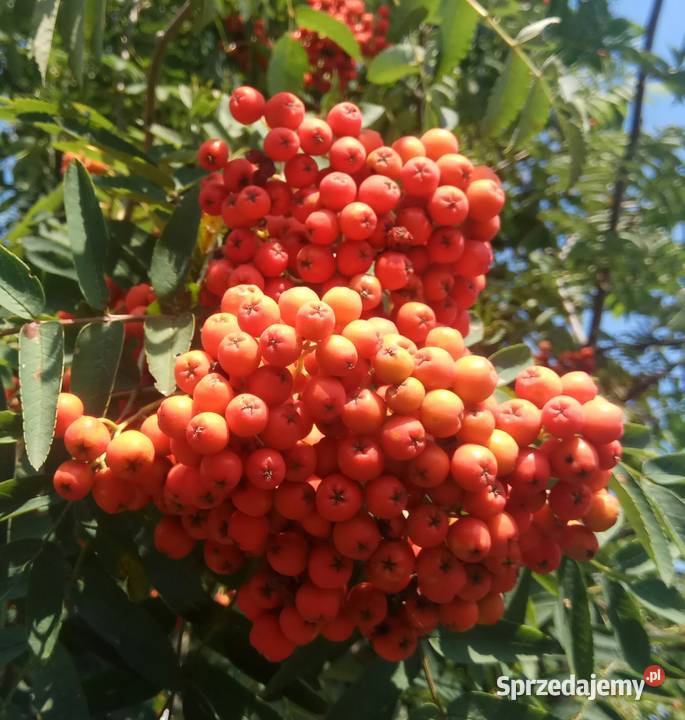 Jarzębina czerwona jarząb pospolity owoce 1 Pstrążna sprzedam